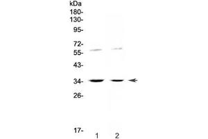 Western blot testing of human 1) HeLa and 2) SW620 cell lysate with IL12 p35 antibody at 0.