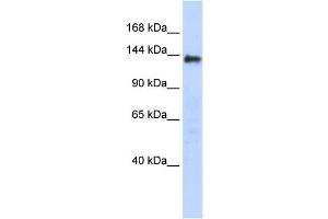 WB Suggested Anti-DENND2C Antibody Titration: 0. (DENND2C antibody  (Middle Region))