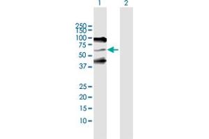 Western Blot analysis of SERPIND1 expression in transfected 293T cell line by SERPIND1 MaxPab polyclonal antibody. (SERPIND1 antibody  (AA 1-499))