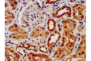 IHC image of ABIN7144472 diluted at 1:1400 and staining in paraffin-embedded human kidney tissue performed on a Leica BondTM system. (AIF antibody  (AA 103-612))