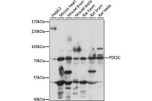 Western blot analysis of extracts of various cell lines, using PDE1C antibody (ABIN7269300) at 1:1000 dilution.