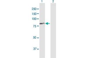 Western Blot analysis of RHOT1 expression in transfected 293T cell line by RHOT1 MaxPab polyclonal antibody. (RHOT1 antibody  (AA 1-659))