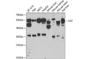 Western blot analysis of extracts of various cell lines, using TAT antibody (ABIN6127860, ABIN6148867, ABIN6148868 and ABIN6222500) at 1:1000 dilution. (Tat (AA 1-270) antibody)