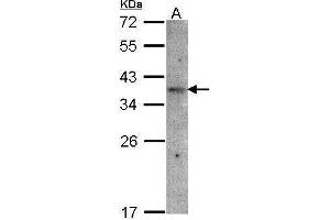 WB Image Sample(30 μg of whole cell lysate) A:Raji, 12% SDS PAGE antibody diluted at 1:1500 (OR51E1 antibody)