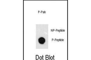 Dot blot analysis of anti-Phospho-GATA6-p Phospho-specific Pab (R) on nitrocellulose membrane. (GATA6 antibody  (pTyr271))