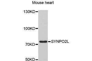 Western blot analysis of extracts of mouse heart, using SYNPO2L antibody (ABIN1875591) at 1:3000 dilution. (SYNPO2L antibody)