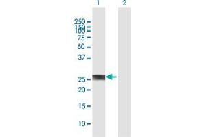 Western Blot analysis of PROP1 expression in transfected 293T cell line by PROP1 MaxPab polyclonal antibody. (PROP1 antibody  (AA 1-226))