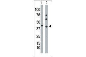 The anti-PGK1 Pab is used in Western blot to detect PGK1 in mouse stomach tissue lysate (Lane 1) and HepG2 cell lysate (Lane 2). (PGK1 antibody  (Middle Region))