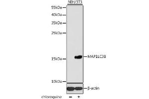 Western blot analysis of extracts of NIH/3T3 cells, using MAP1LC3B antibody (ABIN1876926) at 1:1000 dilution.
