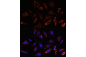 Immunofluorescence (IF) image for anti-Mitochondrial Ribosomal Protein L23 (MRPL23) (AA 1-153) antibody (ABIN7268564)