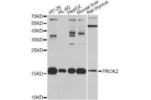 Western blot analysis of extracts of various cell lines, using PROK2 antibody. (PROK2 antibody  (AA 20-129))