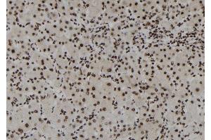 ABIN6261294 and ABIN6273109 at 1/100 staining Human liver tissue by IHC-P.