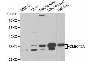 Western Blotting (WB) image for anti-C-Type Lectin Domain Family 12, Member A (CLEC12A) antibody (ABIN1882376) (CLEC12A antibody)
