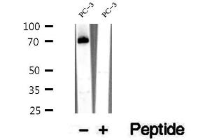 Western blot analysis of extracts of PC-3 cells, using RASGRP3 antibody. (RASGRP3 antibody  (Internal Region))