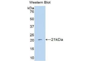 Detection of Recombinant IFNa4, Human using Polyclonal Antibody to Interferon Alpha 4 (IFNa4) (IFNA4 antibody  (AA 10-163))