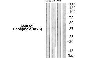 Western Blotting (WB) image for anti-Annexin A2 (ANXA2) (pSer26) antibody (ABIN1847876) (Annexin A2 antibody  (pSer26))