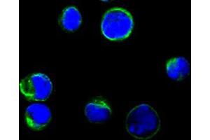 Confocal immunofluorescence analysis of BCBL-1 cells using anti-CD80 monoclonal antioby(green), showing membrane localization. (CD80 antibody)