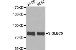 Western blot analysis of extracts of various cell lines, using SIGLEC5 antibody (ABIN5972370). (SIGLEC5 antibody)