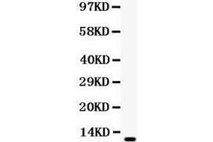 Observed bind size: 11KD (CCL4 antibody  (AA 24-92))