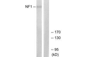 Western Blotting (WB) image for anti-Neurofibromin 1 (NF1) (Internal Region) antibody (ABIN1850489) (Neurofibromin 1 antibody  (Internal Region))