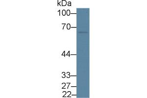 Western Blot; Sample: Rat Liver lysate; Primary Ab: 2µg/mL Rabbit Anti-Mouse FRS2 Antibody Second Ab: 0. (FRS2 antibody  (AA 268-453))
