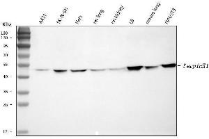 Western blot analysis of Hsp47/SERPINH1 using anti-Hsp47/SERPINH1 antibody (ABIN3043331). (SERPINH1 antibody  (AA 247-418))