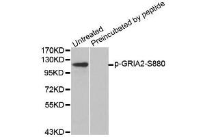 Western blot analysis of extracts from mouse brain tissue using Phospho-GRIA2-S880 antibody (ABIN2987746) and the same antibody preincubated with blocking peptide. (GRIA2 antibody  (pSer880))