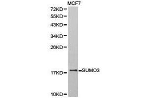 Western Blotting (WB) image for anti-Small Ubiquitin Related Modifier 3 (SUMO3) antibody (ABIN1874996)