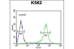TMEM132D Antibody (C-term) (ABIN653969 and ABIN2843919) flow cytometric analysis of K562 cells (right histogram) compared to a negative control cell (left histogram). (TMEM132D antibody  (C-Term))