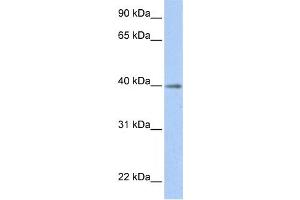 Western Blotting (WB) image for anti-Hypothetical LOC641515 (LOC641515) antibody (ABIN2459272) (LOC641515 antibody)