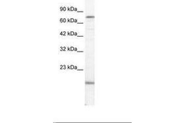 PGBD3 抗体  (AA 52-101)