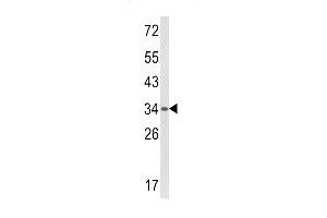 Western blot analysis of BAT4 Antibody in mouse spleen tissue lysates (35ug/lane) (BAT4 antibody  (C-Term))
