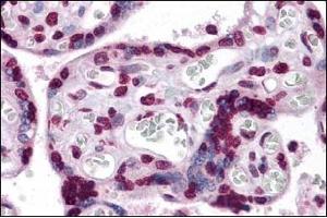 Immunohistochemistry of KPNA7 in Human placenta tissue with KPNA7 antibody at 5 µg/ml. (KPNA7 antibody  (N-Term))