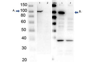 Western Blot of endogenous PARP1 with Rabbit Anti-PARP1 Antibodies Western Blot of endogenous PARP1 with Rabbit Anti-PARP1 Antibodies. (PARP1 antibody  (N-Term))