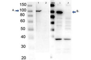 Western Blot of endogenous PARP1 with Rabbit Anti-PARP1 Antibodies Western Blot of endogenous PARP1 with Rabbit Anti-PARP1 Antibodies. (PARP1 (ZF1) (N-Term) antibody)