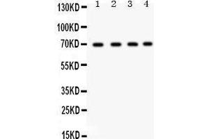 Western Blotting (WB) image for anti-X-Ray Repair Complementing Defective Repair in Chinese Hamster Cells 6 (XRCC6) (AA 464-496), (C-Term) antibody (ABIN3043965) (XRCC6 antibody  (C-Term))