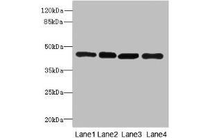 PAICS Antikörper  (AA 176-425)