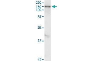 TULP4 antibody  (AA 1-99)