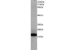 Western Blotting (WB) image for MYC Associated Factor X (MAX) peptide (ABIN368975) (MYC Associated Factor X (MAX) Peptide)