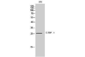 Western Blotting (WB) image for anti-CCAAT/enhancer Binding Protein (C/EBP), epsilon (CEBPE) (C-Term) antibody (ABIN3174090) (CEBPE antibody  (C-Term))