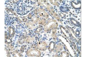 Image no. 1 for anti-phosphoribosyl Pyrophosphate Synthetase 2 (PRPS2) (AA 168-217) antibody (ABIN6736614) (PRPS2 antibody  (AA 168-217))