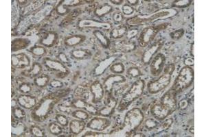IHC-P analysis of Human Kidney Tissue, with DAB staining. (REG3g antibody  (AA 39-175))