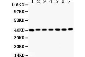Anti- Decorin Picoband antibody, Western blotting All lanes: Anti Decorin  at 0. (Decorin antibody  (AA 31-359))