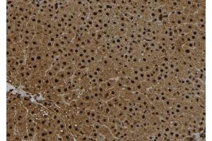 ABIN6273096 at 1/100 staining Rat liver tissue by IHC-P.