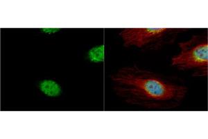 ICC/IF Image Cyclin A2 antibody detects Cyclin A2 protein at cytoplasm and nucleus by immunofluorescent analysis. (Cyclin A antibody)