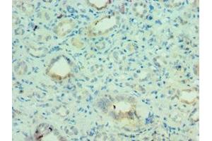 Immunohistochemistry of paraffin-embedded human kidney tissue using ABIN7159245 at dilution of 1:100 (MLANA antibody  (AA 48-118))