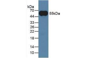 WB of Protein Standard: different control antibodies against Native rabbit IgG. (IgG ELISA Kit)