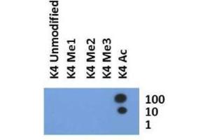 Dot Blot of Rabbit Histone H3 [ac Lys4] Antibody. (Histone 3 antibody  (H3K4ac))