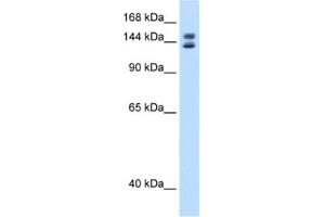 Western Blotting (WB) image for anti-Myb-Binding Protein 1A (MYBBP1A) antibody (ABIN2461613) (MYBBP1A antibody)