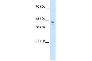 Transfected 293T; WB Suggested Anti-HOXC10 Antibody Titration: 0. (HOXC10 antibody  (Middle Region))